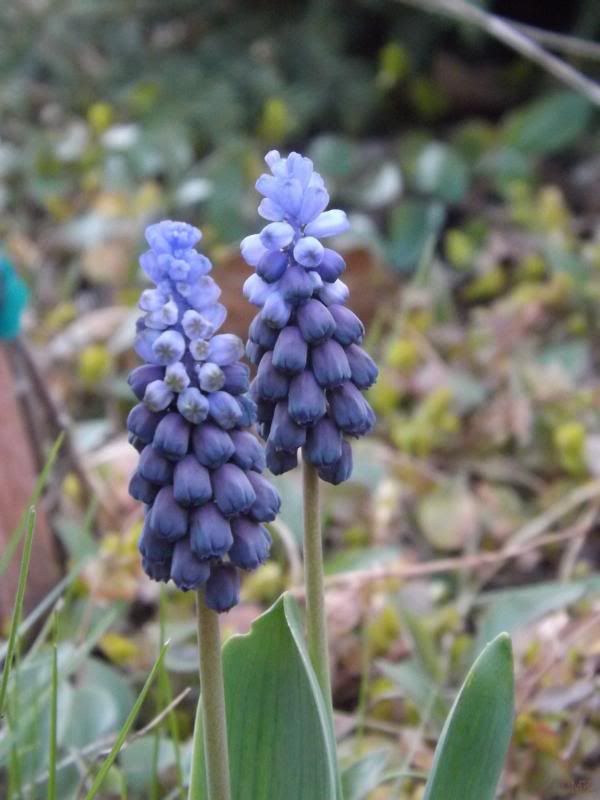  photo muscaril_zps7e0681d7.jpg